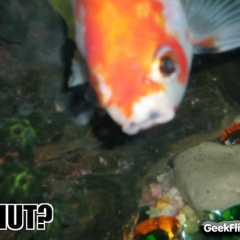 PetSmart - Buddha actin' like he's the shizz. - Pet Stores Near Me - St Catharines, Ontario