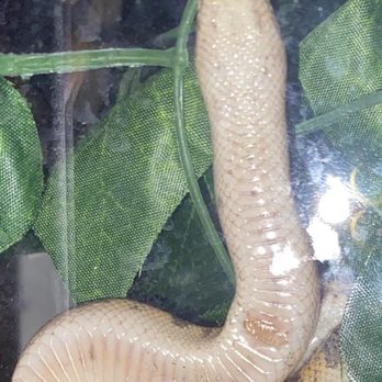 Sunfire Exotics - picture of burn i sent breeder before i took her to the vet - Local Fish Stores Near Me - Eaton, Ohio Sunfire Exotics - picture of burn i sent breeder before i took her to the vet - Local Fish Stores Near Me - Eaton, Ohio