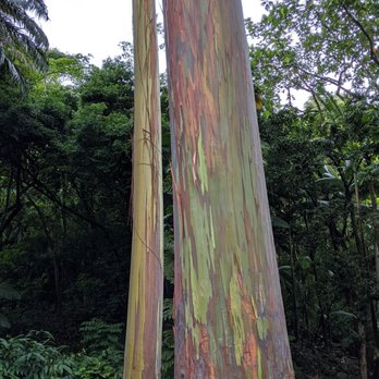 Ke'anae Arboretum - Parks Near Me - Kula, Hawaii