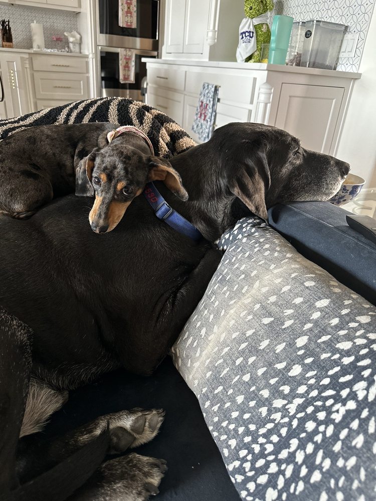 PARKER COUNTY VETERINARY HOSPITAL Updated September 2024 11 Photos