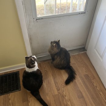 noah's emergency animal hospital