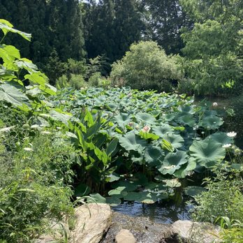 Chanticleer Foundation - Lotus pond - Botanical Gardens Near Me - Wayne, Pennsylvania