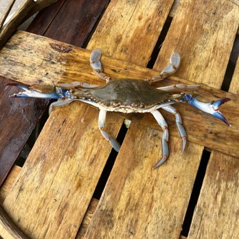 Chesapeake Crab Company - a blue crab on a wooden barrel - Seafood Markets Near Me - Garnet Valley, Pennsylvania Chesapeake Crab Company - a blue crab on a wooden barrel - Seafood Markets Near Me - Garnet Valley, Pennsylvania