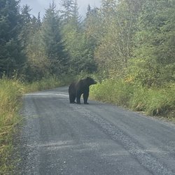 Gee Sta Hun Tours - Alaska Brown Bear on the road.