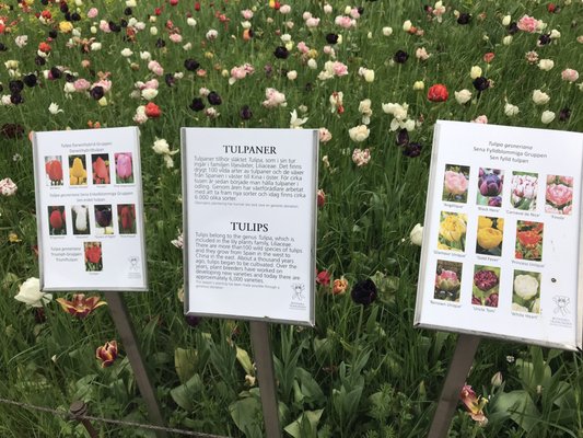 Botaniska trädgården by null