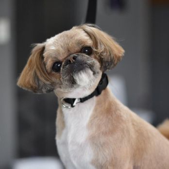 Lotus Pet Spa - Pet Groomers Near Me - Indianapolis, Indiana