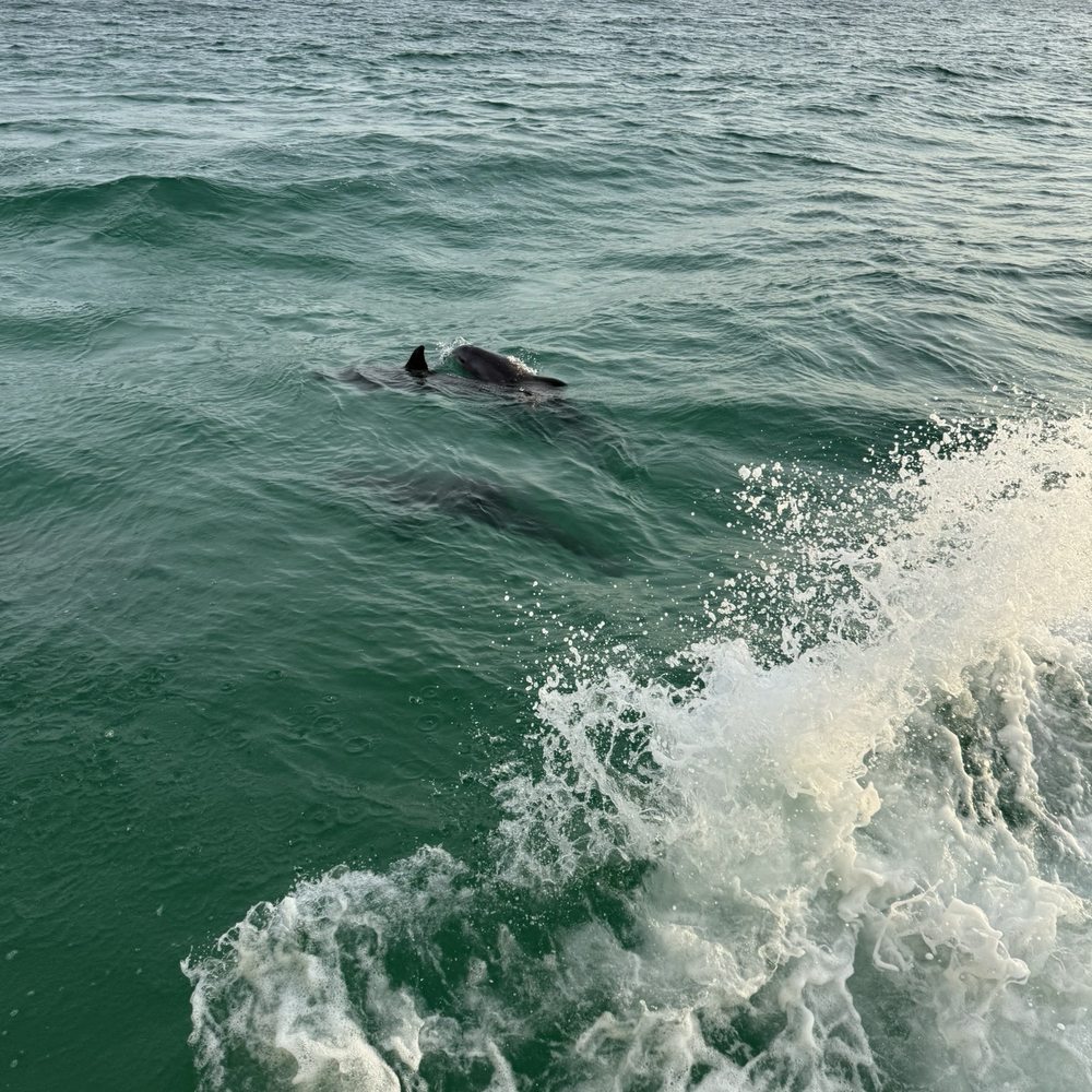 Sea Screamer - Dolphins galore! - Boat Charters Near Me - Panama City, Florida Sea Screamer - Dolphins galore! - Boat Charters Near Me - Panama City, Florida