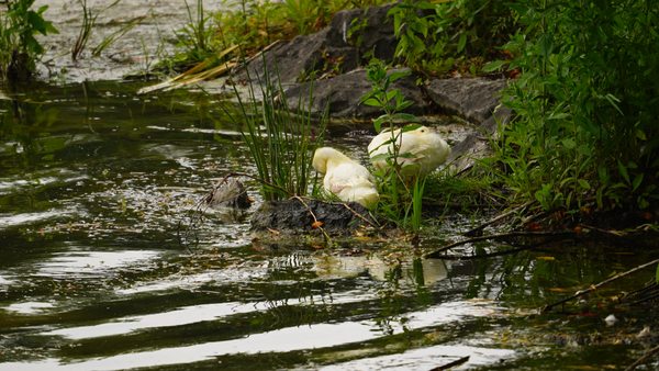 Delaware Park by null