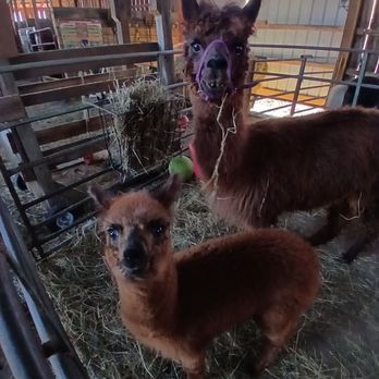 Heartland Haven Farm - Alpacas! - Animal Assisted Therapy Near Me - Breesport, New York Heartland Haven Farm - Alpacas! - Animal Assisted Therapy Near Me - Breesport, New York