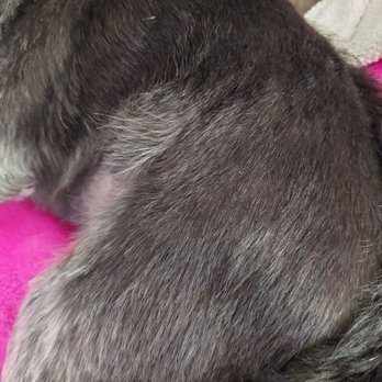Lisa's Pet Styles - Clearly you can see missed spots. - Pet Groomers Near Me - Turlock, California Lisa's Pet Styles - Clearly you can see missed spots. - Pet Groomers Near Me - Turlock, California