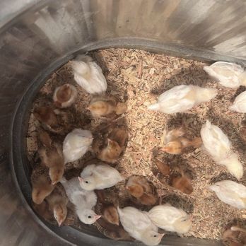Robinsons Feed - Chicks are here - Livestock Feed & Supply Near Me - Lodi, California