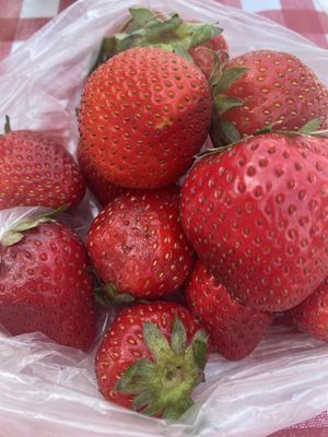 Collierville Farmers Market by null