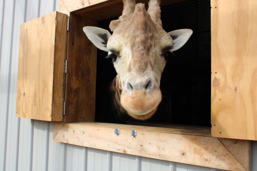 ZOOTASTIC PARK 220 Photos & 159 Reviews 385 Ostwalt Amity Rd