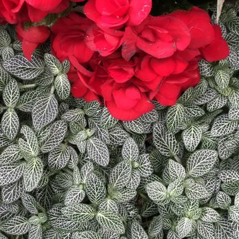 Bloedel Conservatory - Botanical Gardens Near Me - Vancouver, British Columbia