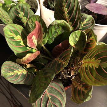 Flowercraft Garden Center - Nurseries & Gardening Near Me - San Francisco, California