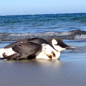 Del Monte Beach - The one that was about to die. - Beaches Near Me - Monterey, California
