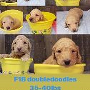 Goldendoodletown - This is the litter we got our pup from, also shows his supposed breed and size. - Pet Breeders Near Me