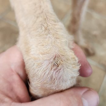 Grateful Dogs  - A razor-burn (perhaps understandable if a mat was too tight to her skin at her joint) - Pet Groomers Near Me - Wayne, New Jersey