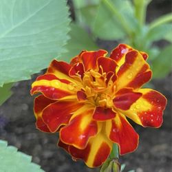 Chapman's Greenhouse