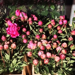 Yndlings blomster