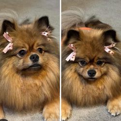 Happy Paws Salon Canino - OMG so cute thanks guys