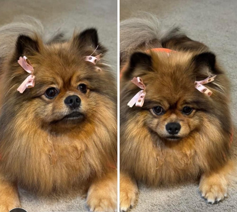 HAPPY PAWS SALON CANINO Updated September 2024 27 Photos & 15