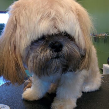 Tesslan Dog Spa - Before - Emmy - Pet Groomers Near Me - Bellevue, Washington Tesslan Dog Spa - Before - Emmy - Pet Groomers Near Me - Bellevue, Washington