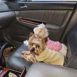 My two SPOILED side kicks.. Miss Kali & Miss Mango  Mommies Ride or die