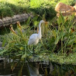 Our resident crane on the creek