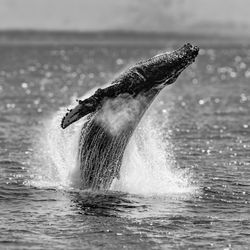 Big Blue Photo Boat - Humpback Breach