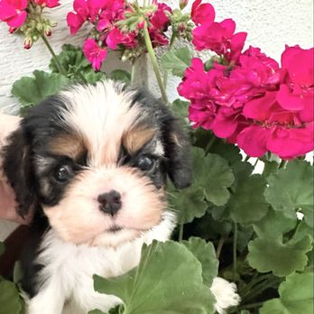 Woodland Cavaliers - Cavalier - Pet Breeders Near Me Woodland Cavaliers - Cavalier - Pet Breeders Near Me