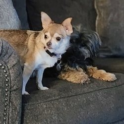 Parrett Veterinary Clinic - Tinkerbell and Duke
