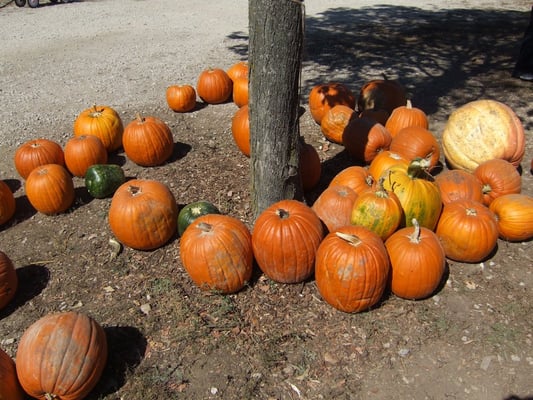 Curtis Orchard & Pumpkin Patch by null