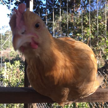 Dare 2 Dream Farms - Love my Buff! So sweet, gentle, and funny! Best girl ever!! - Do-It-Yourself Food Near Me - Lompoc, California Dare 2 Dream Farms - Love my Buff! So sweet, gentle, and funny! Best girl ever!! - Do-It-Yourself Food Near Me - Lompoc, California