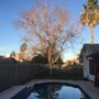 Aachen Tree Service Phoenix