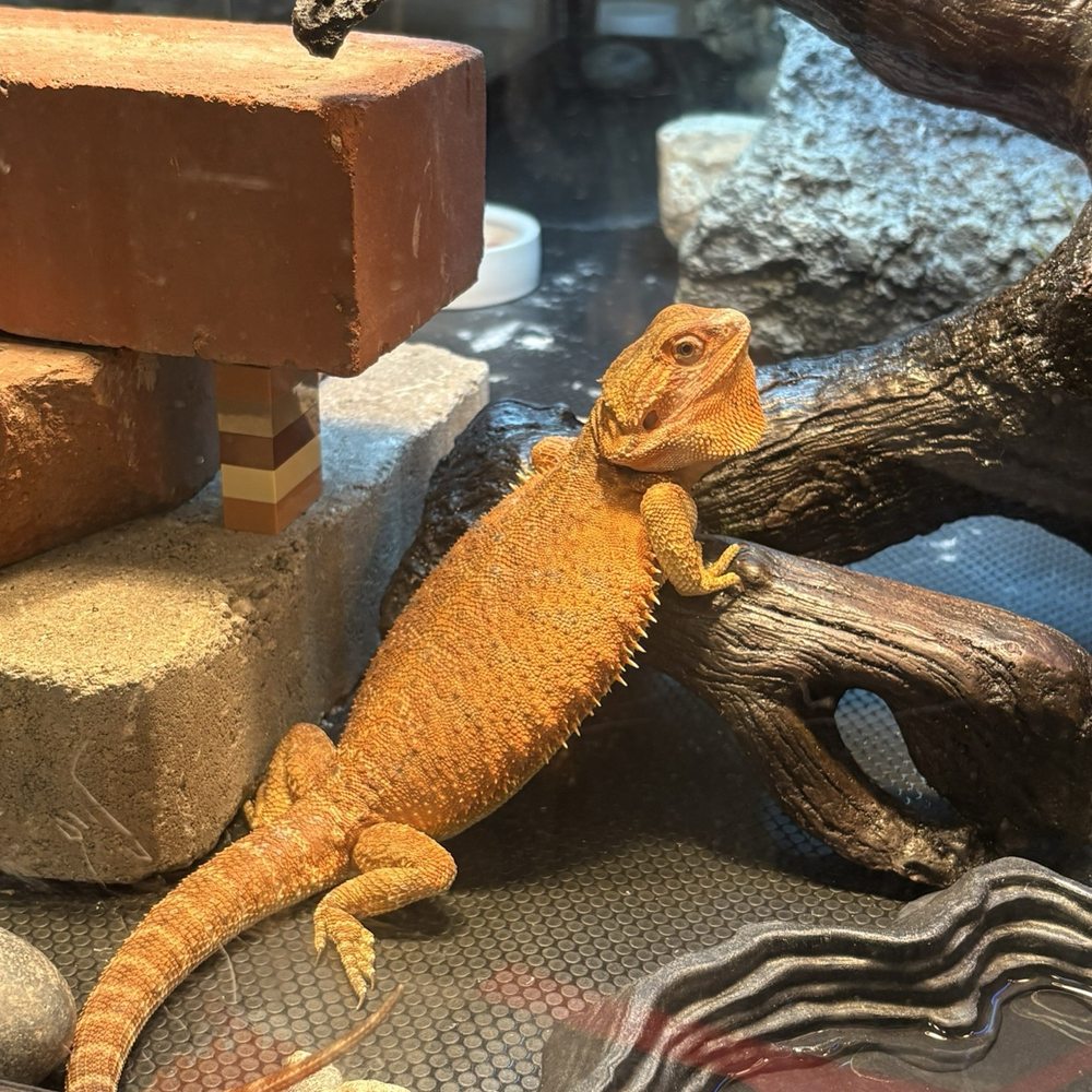 Our beardie all puffed up