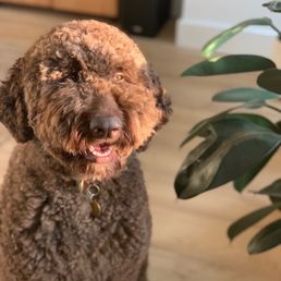 Prince Benji 149 Photos 60 Reviews Pet Groomers 1007 W 41st St Baltimore Md Phone Number Yelp Prince Benji 149 Photos 60 Reviews Pet Groomers 1007 W 41st St Baltimore Md Phone Number Yelp