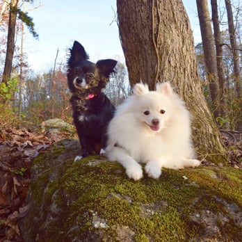Conestee Nature Preserve - Lola and Winston on the trail - Community Service/Non-Profit Near Me - Greenville, South Carolina Conestee Nature Preserve - Lola and Winston on the trail - Community Service/Non-Profit Near Me - Greenville, South Carolina