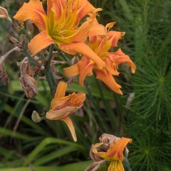 Lake Montebello - Plenty of flowers. - Lakes Near Me - Baltimore, Maryland