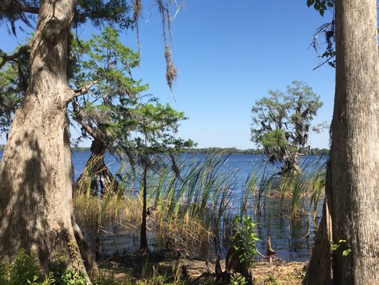 The Nature Conservancy's Disney Wilderness Preserve by null