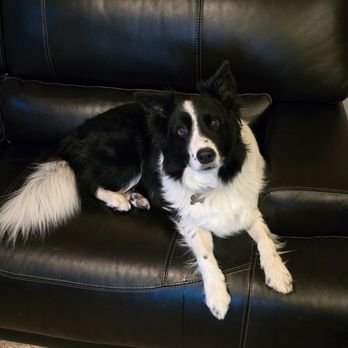 K9 Groom and Wash - Pet Groomers Near Me - Reno, Nevada K9 Groom and Wash - Pet Groomers Near Me - Reno, Nevada
