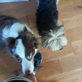 Fur Certain Pet Sitting Services - Jack showing his gratitude for his walk - Pet Sitting Near Me Fur Certain Pet Sitting Services - Jack showing his gratitude for his walk - Pet Sitting Near Me
