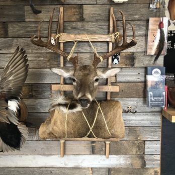 Wildlife Designs Taxidermy - Taxidermy Near Me - Marble Falls, Texas Wildlife Designs Taxidermy - Taxidermy Near Me - Marble Falls, Texas