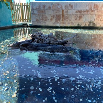 Interactive Aquarium Cancún - Crocs - Aquariums Near Me - Cancún, ROO