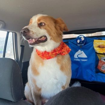 See Spot Clean - Haircut - Pet Groomers Near Me - Goodyear, Arizona