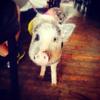 Atlantis, The Lost Bar - Pig. Nuf said. - Dive Bars Near Me - Philadelphia, Pennsylvania Atlantis, The Lost Bar - Pig. Nuf said. - Dive Bars Near Me - Philadelphia, Pennsylvania