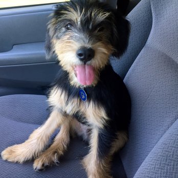 Pawsafe Animal Rescue - Meet Teddy Roosevelt - Animal Shelters Near Me - Patterson, New York Pawsafe Animal Rescue - Meet Teddy Roosevelt - Animal Shelters Near Me - Patterson, New York