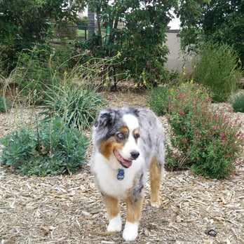 happy trails and waggin tails