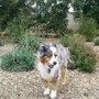 Photo of Happy Trails & Wag'n Tails