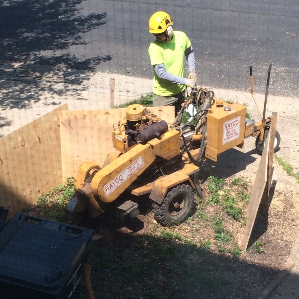 Clean Cut Tree Services, LLC - ... digging out the stump ... - Tree Services Near Me - Manassas, Virginia
